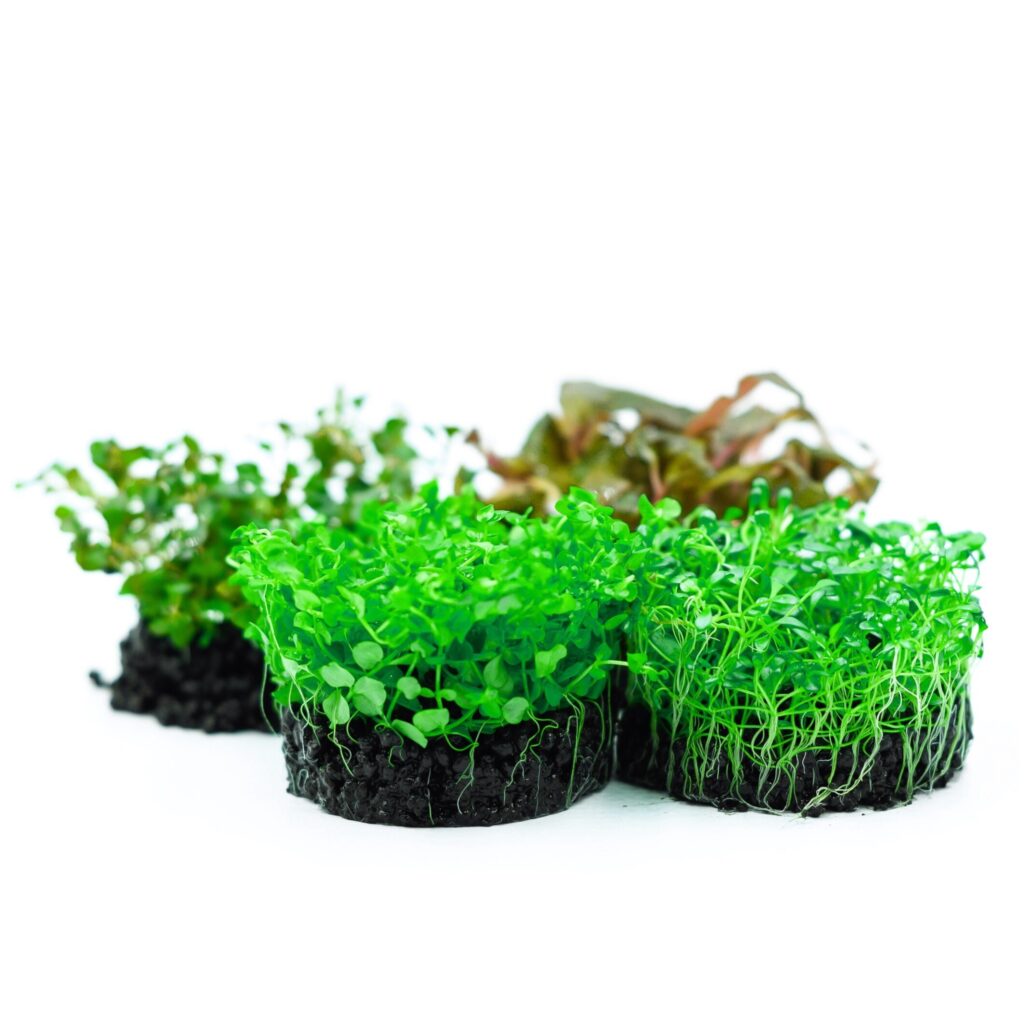 Suisei aquarium plants – rośliny akwariowe